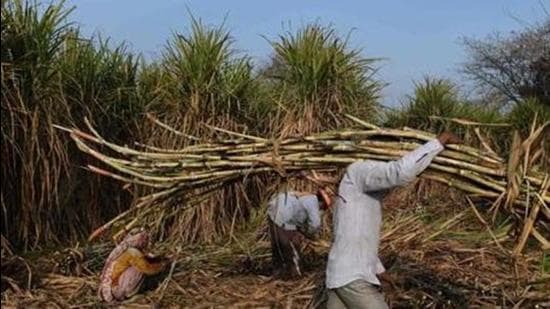 With the sugarcane crushing season for 2021-22 having started from October 15 in Maharashtra, sugar commissioner of the state, Shekhar Gaikwad, has predicted a record high sugar production this season. (AFP (PIC FOR REPRESENTATION))