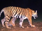 An official said the ranges are among the three major migratory routes for the big cats, indicating the tigers may have left the reserve and are untraceable. (ANI Photo/File/Representative use)