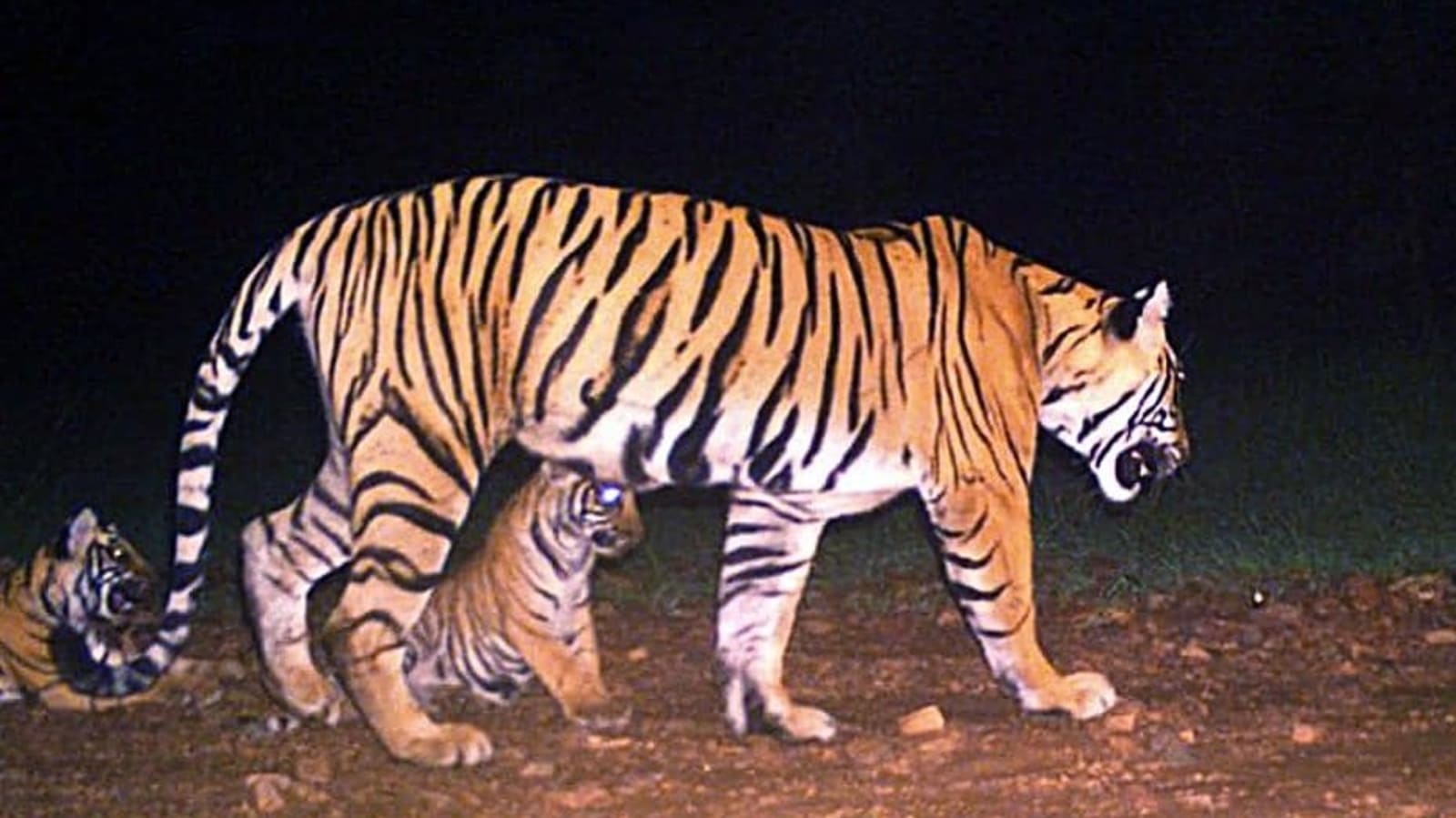 The mysterious case of ‘missing’ tigers of Ranthambore Tiger Reserve