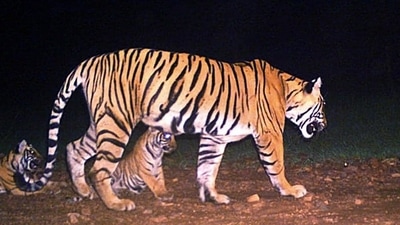 An official said the ranges are among the three major migratory routes for the big cats, indicating the tigers may have left the reserve and are untraceable. (ANI Photo/File/Representative use) An official said the ranges are among the three major migratory routes for the big cats, indicating the tigers may have left the reserve and are untraceable. (ANI Photo/File/Representative use)