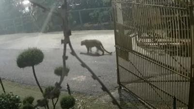 The leopard was captured in the CCTV camera of a house in the Raj Nagar area, a prime locality in Ghaziabad, around 2am on Wednesday. (Sourced) The leopard was captured in the CCTV camera of a house in the Raj Nagar area, a prime locality in Ghaziabad, around 2am on Wednesday. (Sourced)