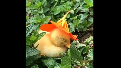 This cute duckling has fallen asleep wearing a flower hat on its head.&nbsp; (instagram/@nature)