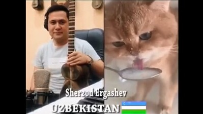 The image is taken from the viral cat video. (TikTok/@TheRealMiMo_Mio )