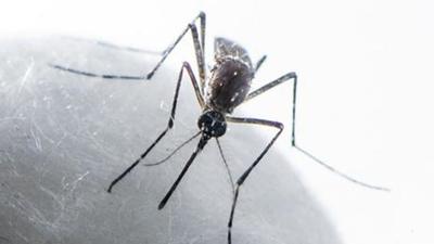 After a peak in October, the cases seem to be ebbing out with a dip in temperature. Mohali’s dengue count this year now stands at 3,713, while the death count is 37. (Satish Bate/HT PHOTO)