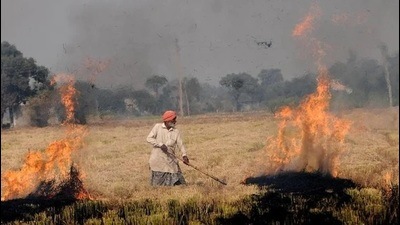 The decline in trend in farm fires is due to the fact that wheat sowing has kicked off in the state, claim officials. (HT Photo)