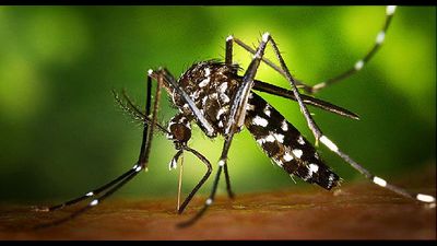 Both the new Zika patients are in home isolation in Lucknow. Both the new Zika patients are in home isolation in Lucknow.