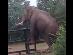 This elephant was seen trying to cross an iron fence in a forest. (twitter/@supriyasahuias) This elephant was seen trying to cross an iron fence in a forest. (twitter/@supriyasahuias)