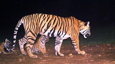 Officials said six of the 12 tigers went missing between January 2020 and March 2021 from the Kundera and Talada ranges, spread across 125 sq km. (ANI Photo/File/Representative use) Officials said six of the 12 tigers went missing between January 2020 and March 2021 from the Kundera and Talada ranges, spread across 125 sq km. (ANI Photo/File/Representative use)