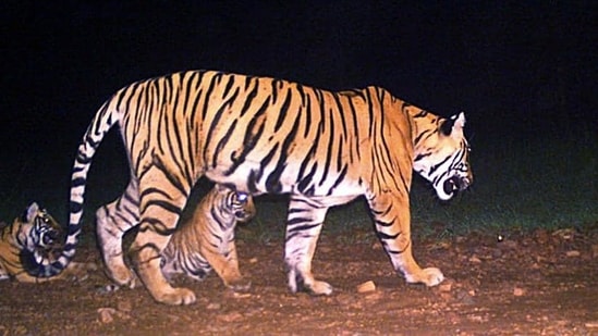 Officials said six of the 12 tigers went missing between January 2020 and March 2021 from the Kundera and Talada ranges, spread across 125 sq km. (ANI Photo/File/Representative use)