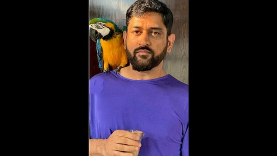 Mahendra Singh Dhoni poses with his pet macaw, Honey while drinking tea. (instagram/@ sakshisingh_r) Mahendra Singh Dhoni poses with his pet macaw, Honey while drinking tea. (instagram/@ sakshisingh_r)