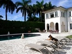 German Shepherd Gunther VI inherited his vast fortune, including the 9-bedroom waterfront home once owned by the Material Girl, Madonna from his grandfather Gunther IV. (AP)