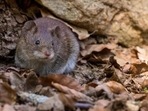 Research finds rodents could be asymptomatic carriers of SARS-like coronaviruses Research finds rodents could be asymptomatic carriers of SARS-like coronaviruses