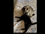 The raccoon and the cat sitting together. The raccoon and the cat sitting together. 