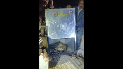 Wildlife department staff with the leopard caught in a cage in Kanlog locality of Shimla on Thursday night. The wild animal was tranquilised and taken to the rescue centre at Tuttikandi. (HT Photo) Wildlife department staff with the leopard caught in a cage in Kanlog locality of Shimla on Thursday night. The wild animal was tranquilised and taken to the rescue centre at Tuttikandi. (HT Photo)