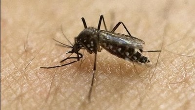 Source of both Zika virus and dengue is the bite of an infected mosquito (Pic for representation)