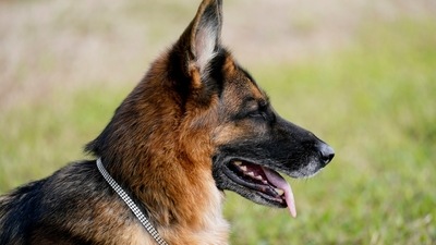 German Shepherd Gunther VI wears a faux diamond collar as he relaxes outdoors. The dog's lineage dates back decades to when Gunther III inherited a multimillion-dollar trust from late owner German countess Karlotta Liebenstein when she died in 1992. (AP) German Shepherd Gunther VI wears a faux diamond collar as he relaxes outdoors. The dog's lineage dates back decades to when Gunther III inherited a multimillion-dollar trust from late owner German countess Karlotta Liebenstein when she died in 1992. (AP)