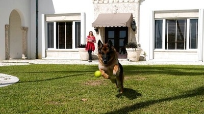 German Shepherd Gunther VI chases a tennis ball thrown by handler Stacey Marino outside of a house formally owned by pop star Madonna, Monday, Nov. 15, 2021, in Miami. Gunther VI inherited his vast fortune, including the 9-bedroom waterfront home once owned by the Material Girl from his grandfather Gunther IV. The estate, purchased 20 years ago from the pop star, was listed for sale Wednesday. (AP Photo/Lynne Sladky) (AP) German Shepherd Gunther VI chases a tennis ball thrown by handler Stacey Marino outside of a house formally owned by pop star Madonna, Monday, Nov. 15, 2021, in Miami. Gunther VI inherited his vast fortune, including the 9-bedroom waterfront home once owned by the Material Girl from his grandfather Gunther IV. The estate, purchased 20 years ago from the pop star, was listed for sale Wednesday. (AP Photo/Lynne Sladky) (AP)