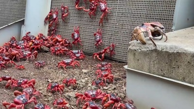 These red crabs were seen migrating to the ocean at Christmas Island, Australia. (twitter/@Parks_Australia) These red crabs were seen migrating to the ocean at Christmas Island, Australia. (twitter/@Parks_Australia)