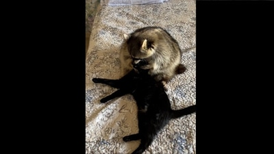 The raccoon and the cat sitting together. The raccoon and the cat sitting together. 