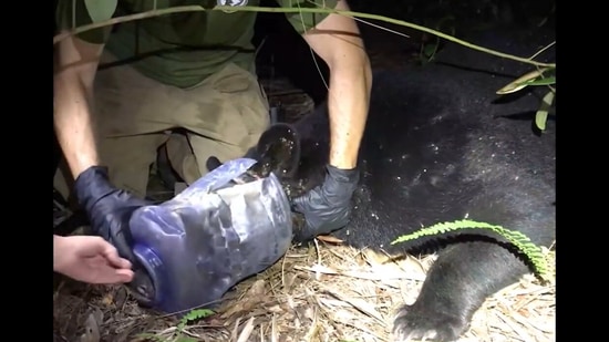 The bear gets rescued after having a plastic container stuck on its head for 28 days. (facebook/@MyFWC) The bear gets rescued after having a plastic container stuck on its head for 28 days. (facebook/@MyFWC)