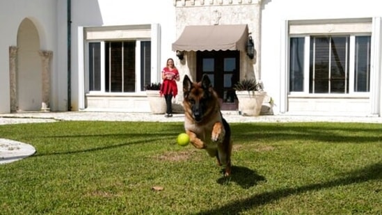 German Shepherd Gunther VI chases a tennis ball thrown by handler Stacey Marino outside of a house formally owned by pop star Madonna, Monday, Nov. 15, 2021, in Miami. Gunther VI inherited his vast fortune, including the 9-bedroom waterfront home once owned by the Material Girl from his grandfather Gunther IV. The estate, purchased 20 years ago from the pop star, was listed for sale Wednesday. (AP Photo/Lynne Sladky)(AP)