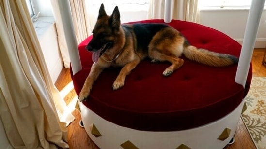 German Shepherd Gunther VI sits on a lavish round, red velvet bed overlooking Biscayne Bay in the house formally owned by pop star Madonna.(AP)