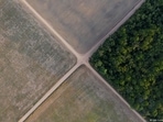 The WWF and other experts have said the Amazon rainforest is dangerously close to a ‘tipping point’. (Leo Correa / AP Photo) The WWF and other experts have said the Amazon rainforest is dangerously close to a ‘tipping point’. (Leo Correa / AP Photo)