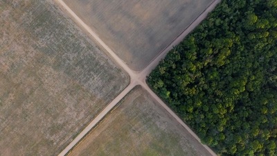 The WWF and other experts have said the Amazon rainforest is dangerously close to a ‘tipping point’. (Leo Correa / AP Photo) The WWF and other experts have said the Amazon rainforest is dangerously close to a ‘tipping point’. (Leo Correa / AP Photo)