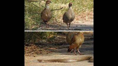 Only partridges in frame...and then enters the viper. (PHOTOS: SUKHWANT S RAJ) Only partridges in frame...and then enters the viper. (PHOTOS: SUKHWANT S RAJ)