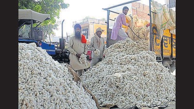 Punjab Mandi Board data shows 7.98-lakh quintal cotton was purchased in nine districts till November 18 as compared to 16 lakh quintal for the corresponding period last year. (HT Photo) Punjab Mandi Board data shows 7.98-lakh quintal cotton was purchased in nine districts till November 18 as compared to 16 lakh quintal for the corresponding period last year. (HT Photo)