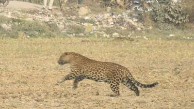 Ghaziabad, India - November 20, 2021: A leopard spotted in Adhyatmik Nagar, Dasna in Ghaziabad, India on Saturday, November 20, 2021. A forest department officer and a house worker were injured by the leopard. (Photo by Sakib Ali/Hindustan Times)