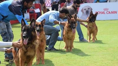 The state will be setting up the first state-of-the-art dog training centre for Maharashtra police spread over 20-acre of land at Baramati at a cost of Rs50 crore. (REPRESENTATIVE PHOTO) The state will be setting up the first state-of-the-art dog training centre for Maharashtra police spread over 20-acre of land at Baramati at a cost of Rs50 crore. (REPRESENTATIVE PHOTO)