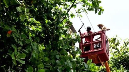 In 11 years, the Brihanmumbai Municipal Corporation has given permission for chopping down 38,899 trees in the city and transplanting 36,000. (HT File)