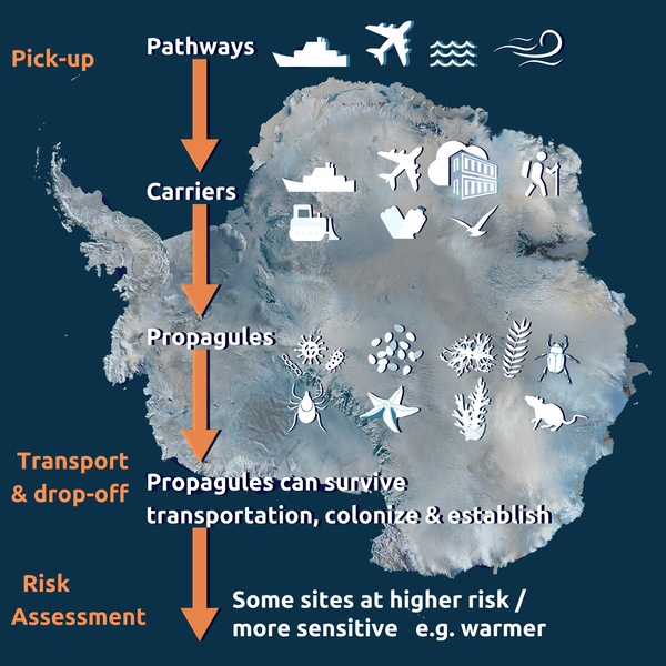 Pathways for non native species. (Dana M Bergstrom/ The Conversation/ PTI) Pathways for non native species. (Dana M Bergstrom/ The Conversation/ PTI)