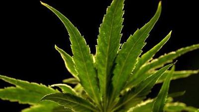 The Shirur police, during a raid on Friday, recovered 41kg of marijuana (ganja), including 14 marijuana shrubs from a temple complex in Kathapur Khurd village in Shirur, some 70km from Pune. (REPRESENTATIVE PHOTO)
