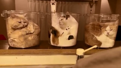 The image is taken from the viral video of the cats. (Instagram/@jirosan77⠀)