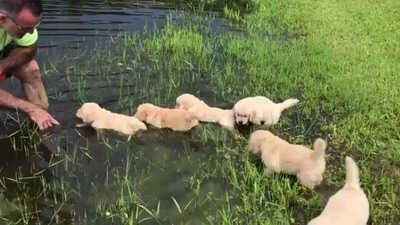 These Golden Retriever puppies are learning how to swim. (reddit/@UnironicThatcherite) These Golden Retriever puppies are learning how to swim. (reddit/@UnironicThatcherite)