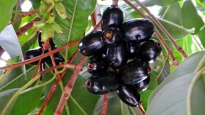 A Baiga eats primarily what grows on plants, with very little farmed food. (Pixabay | Representational image) A Baiga eats primarily what grows on plants, with very little farmed food. (Pixabay | Representational image)
