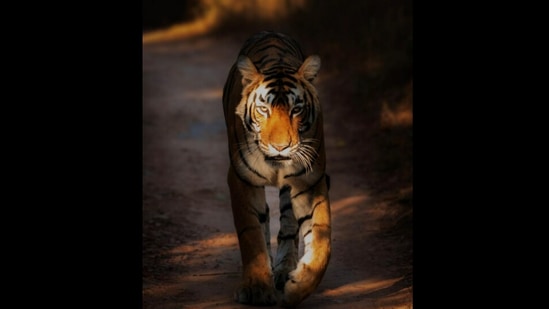 A photo of a tiger taken by actor Randeep Hooda.&nbsp;(instagram/@randeephooda)