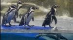 The civic officials say that the cost mentioned in the new tender by the BMC will cover all the necessary expenses of the penguins like veterinary charges, fodder expenses and life support system, along with the maintenance and upkeep of the penguin pen at the Byculla Zoo. (Kunal Patil/HT Photo) The civic officials say that the cost mentioned in the new tender by the BMC will cover all the necessary expenses of the penguins like veterinary charges, fodder expenses and life support system, along with the maintenance and upkeep of the penguin pen at the Byculla Zoo. (Kunal Patil/HT Photo)