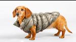Think before dressing up your pet for the winter Think before dressing up your pet for the winter
