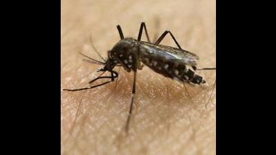 As many as 1,713 confirmed dengue cases have been reported in Ludhiana district, of which 1,271 are from the city. (AP) As many as 1,713 confirmed dengue cases have been reported in Ludhiana district, of which 1,271 are from the city. (AP)