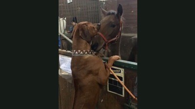The image shows the dog with the horse. (Jukin Media)