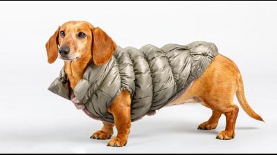 Think before dressing up your pet for the winter Think before dressing up your pet for the winter
