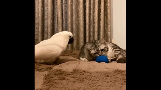 The image shows the Cockatoo looking at the cat.(Instagram/@zazooandsimba)