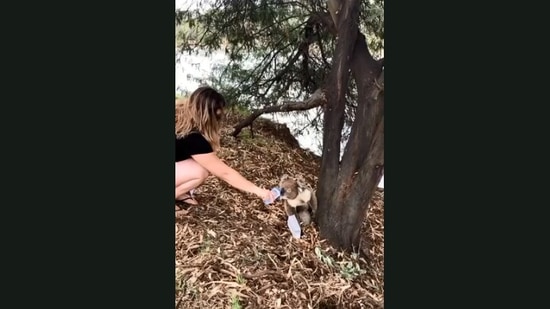 The image taken from the video shows the woman giving water to the koala. (Jukin Media)