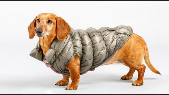 Think before dressing up your pet for the winter