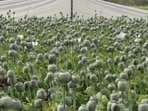 NCB said the drugs were seized from three shops located in the Kamtha area of Nanded. NCB said the drugs were seized from three shops located in the Kamtha area of Nanded. 