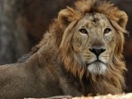The man was walking on the boulders of the African Lion moat area. (Image used for representation) (AFP PHOTO) The man was walking on the boulders of the African Lion moat area. (Image used for representation) (AFP PHOTO)