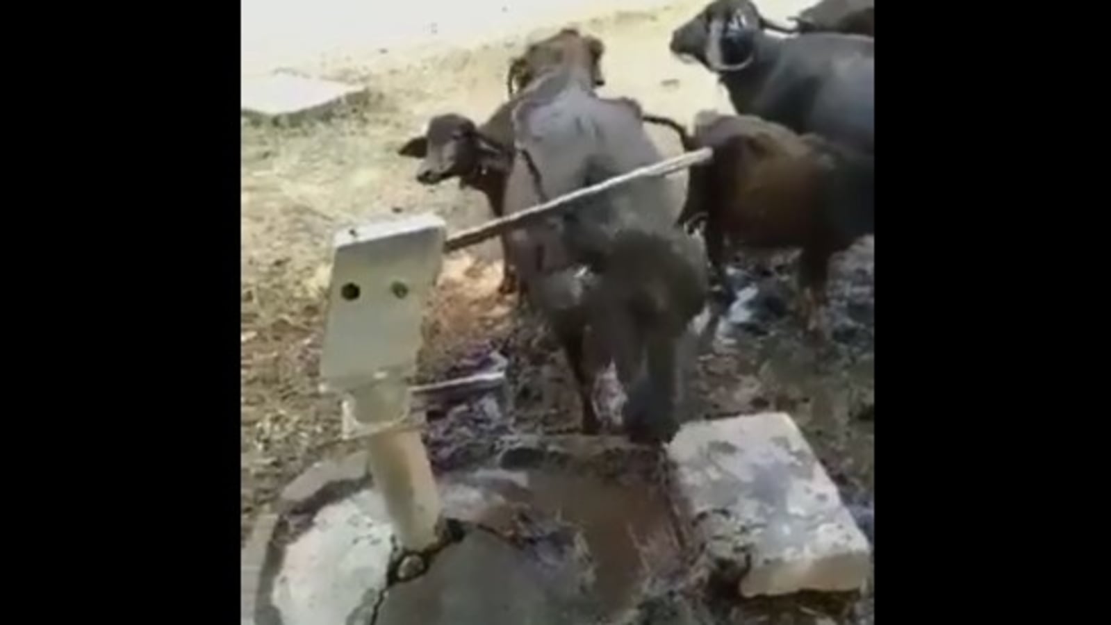 Buffalo uses horn to get water from hand pump, video wows people
